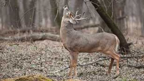 Indiana Department of Natural Resources need your help!