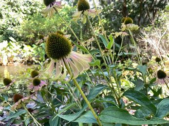 Funky Finds: 7 Weird Plants to See At Brookgreen Gardens