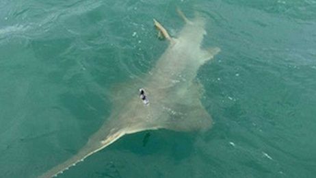 What kind of sea monster was caught near the Kennedy Space Center?