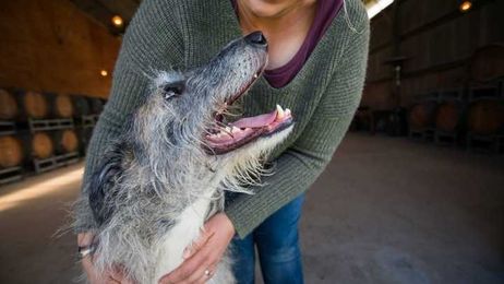'Rub his nose in it', alpha rolling, treats: The outdated pet advice to avoid and what you should say instead
