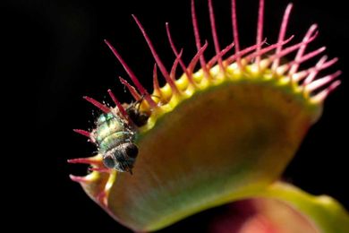 This sweet-looking little flower is a secret carnivore, scientists say
