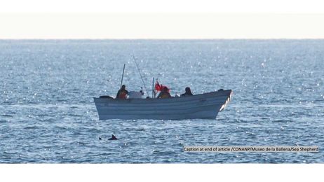 Should We Let the Vaquita Go?