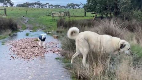 Video: Dog helps guide adorable lamb across a creek