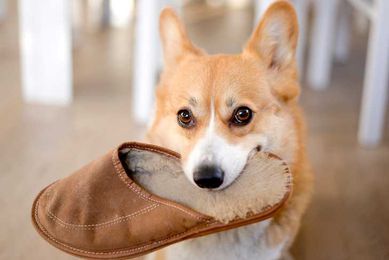 When Training Falls Apart: Does Your Dog Need to Go Back to School?