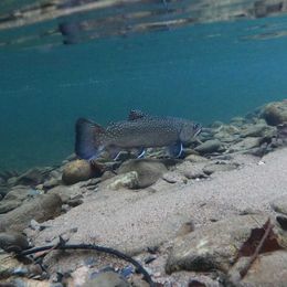 Will more anglers bring more awareness to invasive species?