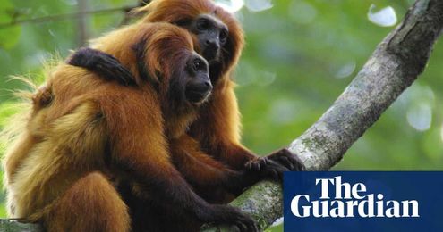 Culture shock: how loss of animals’ shared knowledge threatens their survival