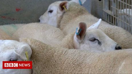 Fitness trackers used to monitor Wales sheep pregnancies