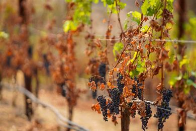 Six Environmental Threats That Could Alter the Future of the Booze Industry