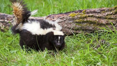 What to do when critters invade your yard