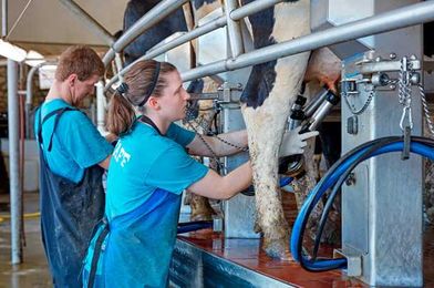 Management style impacts milking procedures for rotary parlors