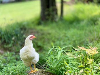 Rent a chicken? Landscaper sees upsides to adding chickens to operation