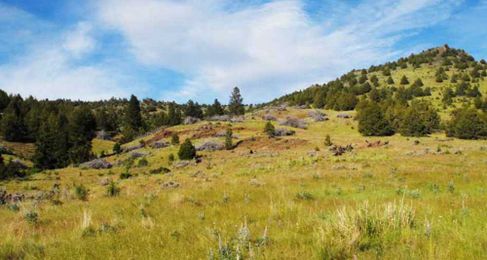 Study: Removing Encroaching Trees Benefits Sage Grouse, Elk and Landscape Health