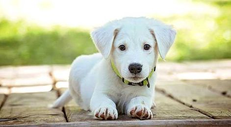 6 Tips On How To Properly Train Your Dog