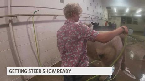 Getting a steer ready to show: The process