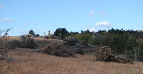 Handle slash piles left after removing cedar trees