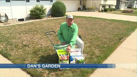 Dan’s Garden: Saving your lawn