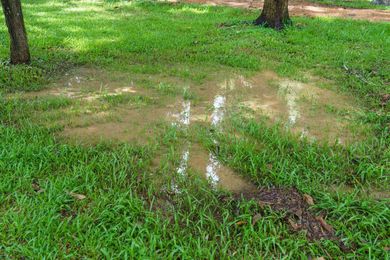 5 Ways To Care For Your Lawn After Heavy Rain