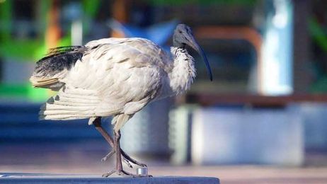 Will the iconic bin chicken start calling Tasmania home?