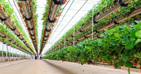 Planting the seeds for better vertical farm crops