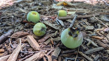 In Full Bloom: Persimmon — a spunky fruit with a historic past — heralds fall