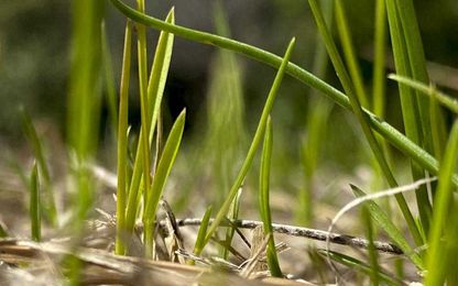 Repair your drought-damaged lawns now