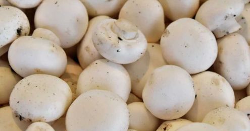 How mushrooms are capping the alternative proteins market