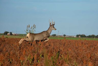 5 tips for leasing your land for hunts