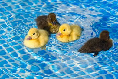 How to Keep Wildlife Out of Your Pool