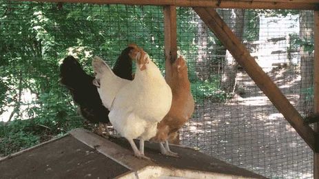 How to Steer Clear of Salmonella in Backyard Chickens