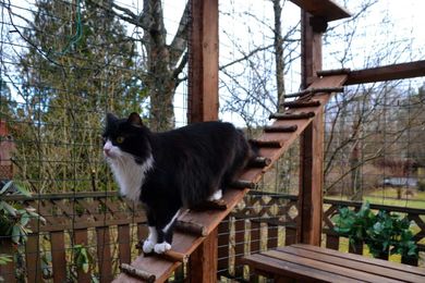 At a Loss This Weekend? May We Suggest a Catio Tour?