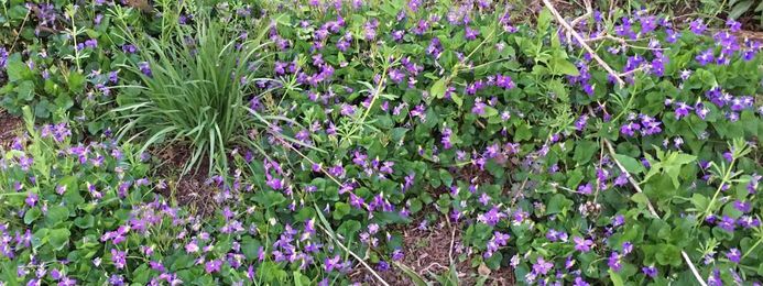 Living Mulch (Part Two)