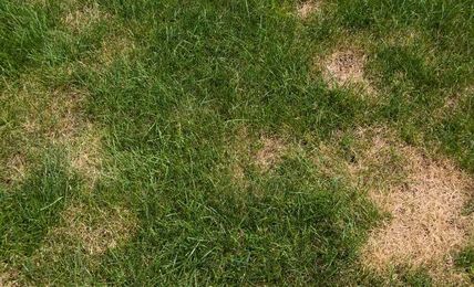 Identifying different fungi that cause brown patches in lawns
