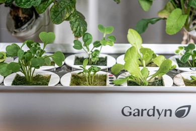 The Rise of At-Home Hydroponic Gardens
