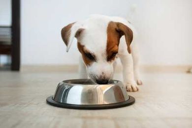 How to Choose the Best Dog Food