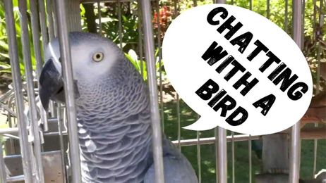 Chatting with a Bird
