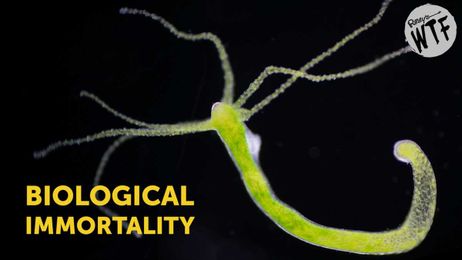 How Do Some Animals Achieve Biological Immortality