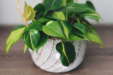 Five Great Houseplants That Anyone Can Keep Alive
