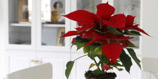 Need a Christmas Flower Delivery? Here Are Your 12 Best Options