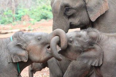 Big Sisters Are Better Than Big Brothers If You’re an Elephant