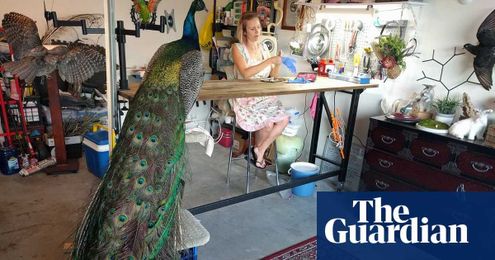 Bird taxidermy: the Australian specialists who love birds in life and death