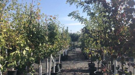 Tips for planting trees during the fall