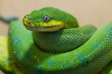 21 Employers on the Hunt for Python Developer Talent