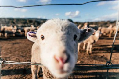 Take these steps now to protect your livestock from being stolen