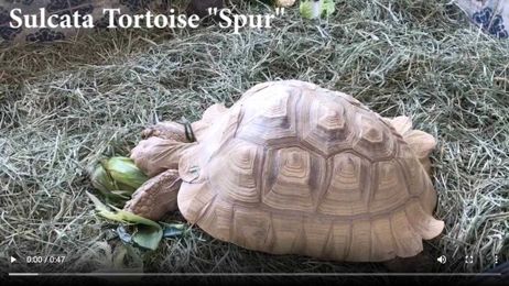 The Purple Cow Visits our Exotic Pets