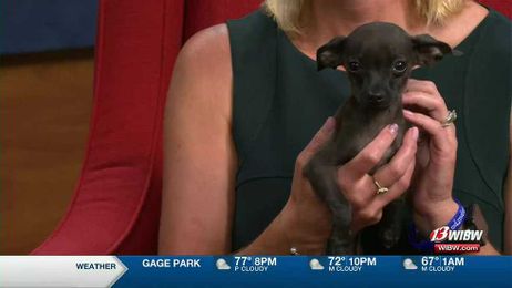 Canine companion invites you to Helping Hands’ Bone Appetit