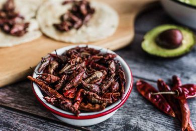 Is It Ethical to Farm Insects for Food?