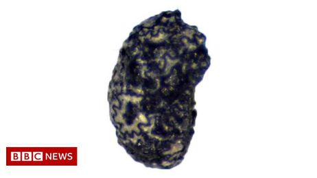 Humans used tobacco 12,300 years ago, new discovery suggests