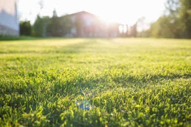 How long grass seeds take to grow and other tips for a luscious lawn