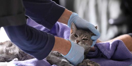 The Multibillion-Dollar Dogfight Over Your Pet’s Prescription 