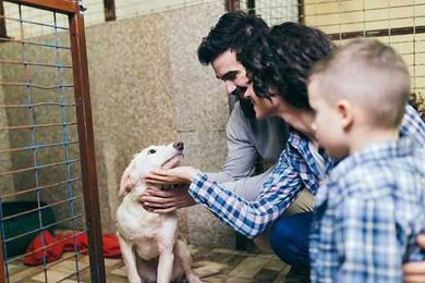Thinking of Adopting a Furry Friend?